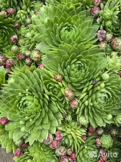 Многолетние цветы и озеленения