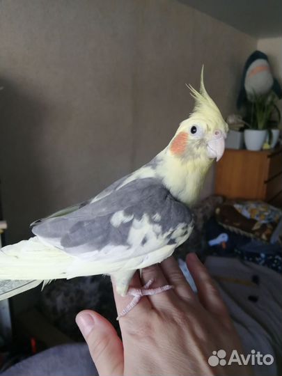 Попугаи корелла с клеткой