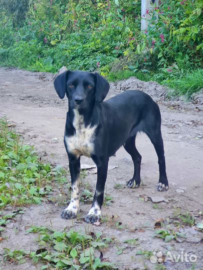 Собака в добрые руки