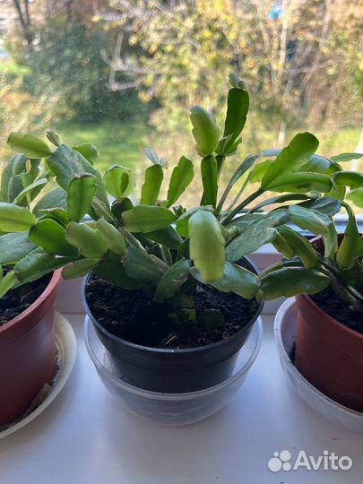 Цветок декабрист (шлюмберга)