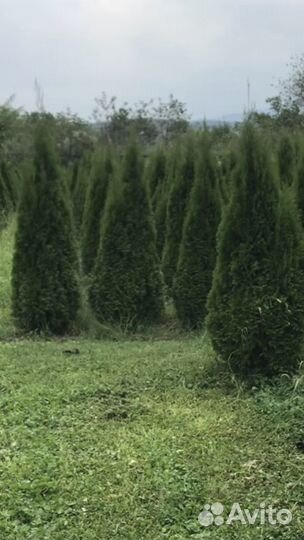 Туя западная смарагд