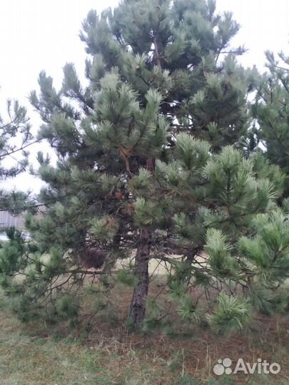 Семена сосны черной австрийской