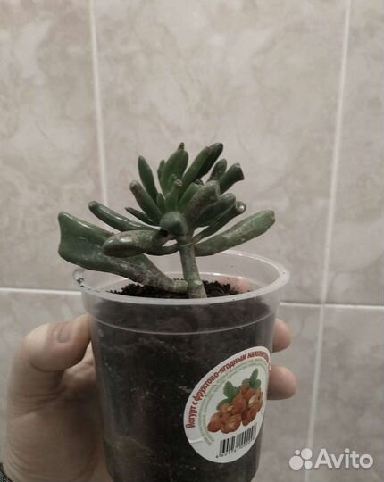 Крассула микс (толстянка) хоббит 1год