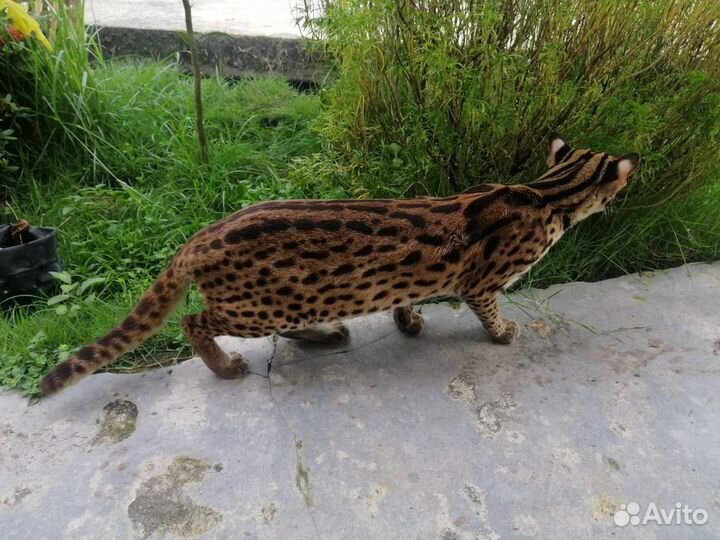 Алк 100процентов дикой крови.азиатские леопардовые