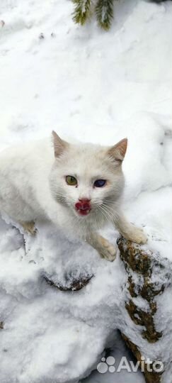 Кошки в добрые руки