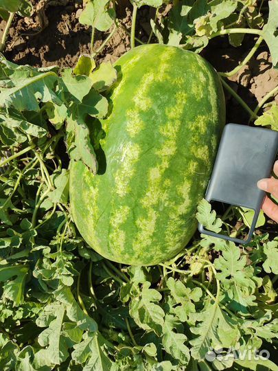 Арбузы каристан