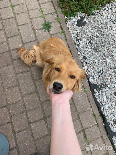 Собака бесплатно