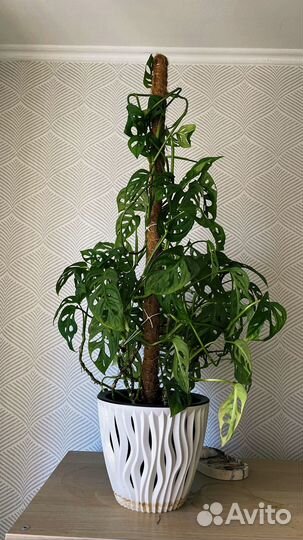 Монстеры, сингониум, банан, фикус, стапелия