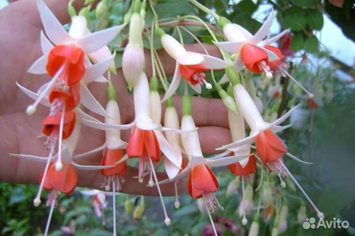 Комнатные растения,Сингониумы