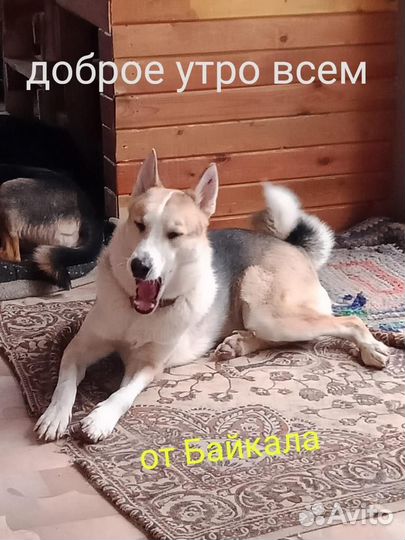 Собака в дар в добрые руки