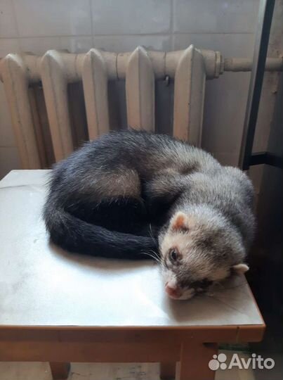 Домашний хорек