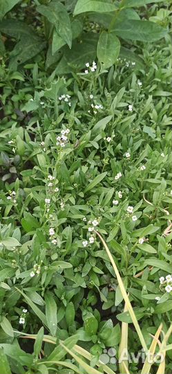 Рассада алиссум