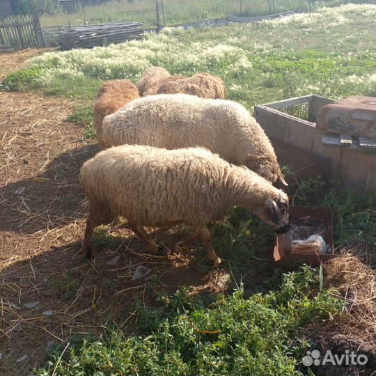 Овцы бараны ягнята