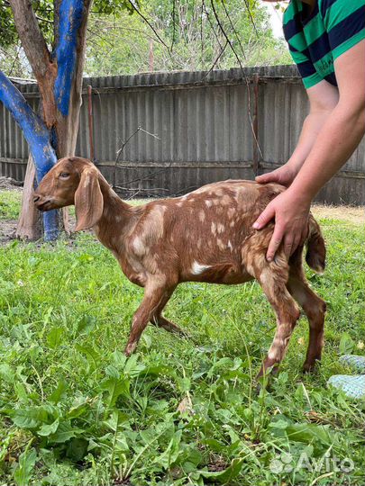 Нубийские козочки/козлики