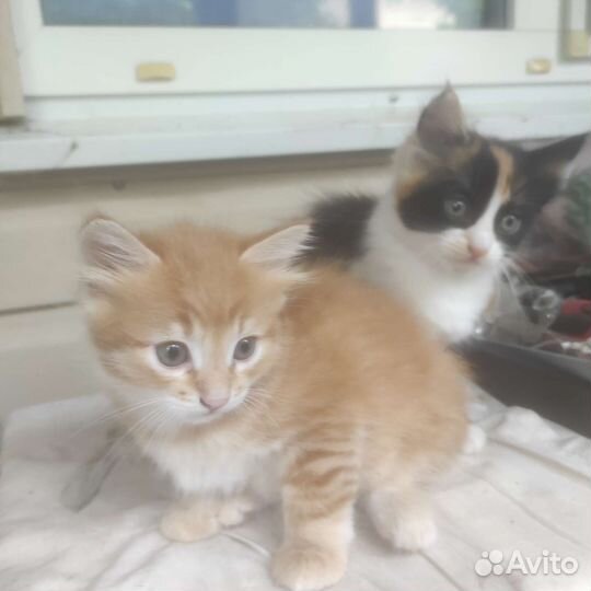 Кошка в дар бесплатно