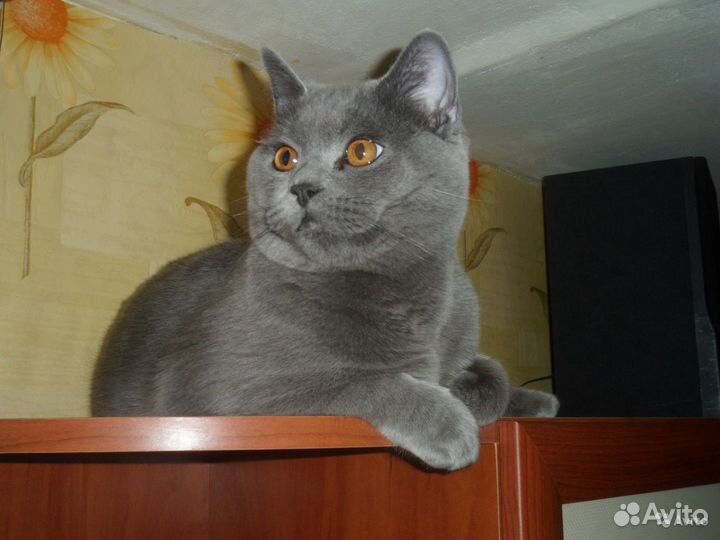 Жених