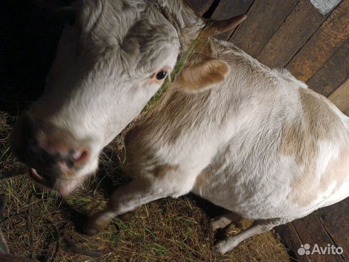 Телки с теленком