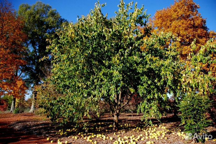 Маклюра (Дерево отчаявшихся), 2-летние саженцы