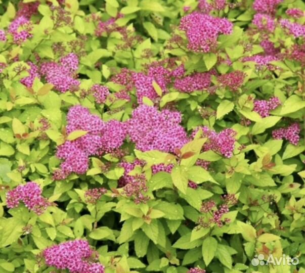 Спирея японская