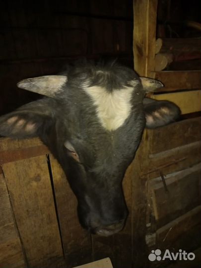 Продам быка