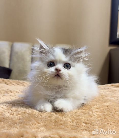 Шотландский мальчик