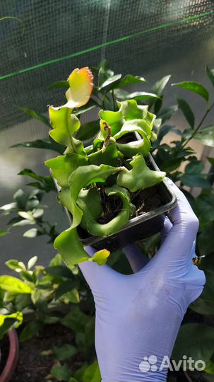 Питахайя mini