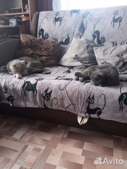 Котята в добрые руки бесплатно