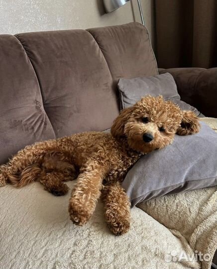 Карликовый пудель вязка