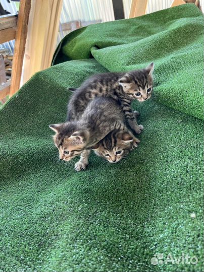 Кошки в добрые руки бесплатно