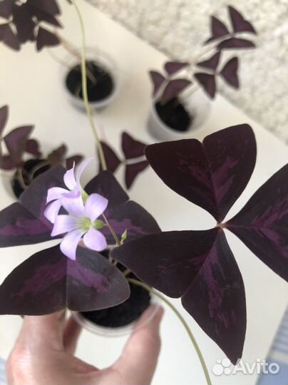 Кислица оксалис