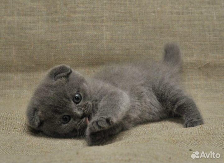 Шотландская вислоухая