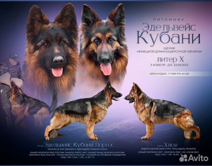 Щенки немецкой овчарки длинношерстной
