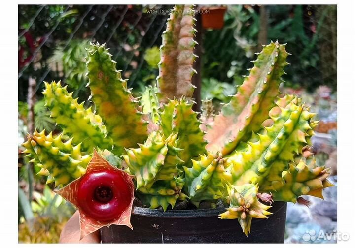 Гуэрния зебрина вариегата. Ластовневые