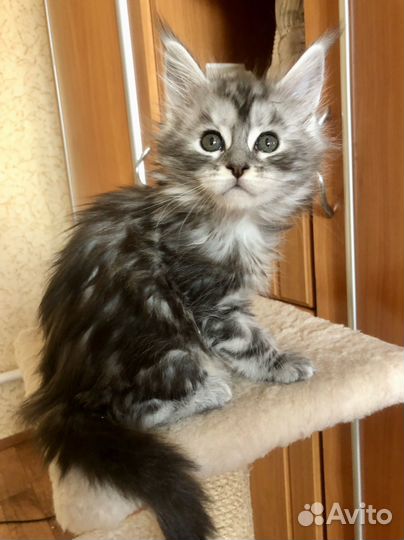 Мейн-кун