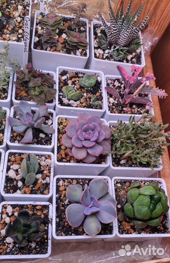 Суккуленты