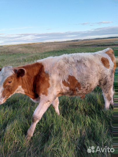 Бычок мясных пород