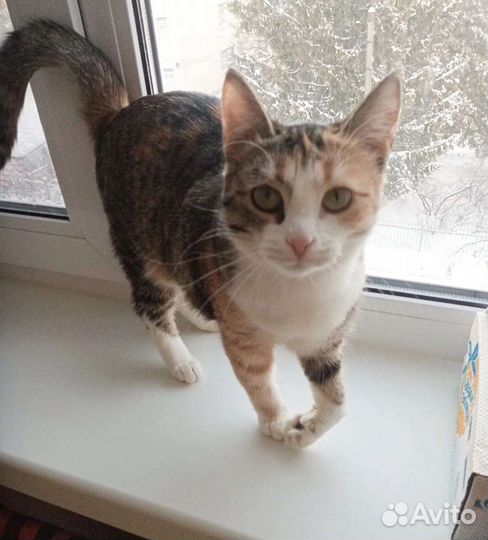 Кошечка в поисках дома