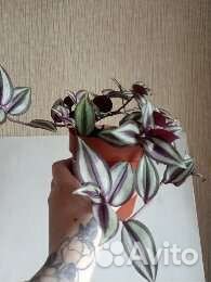 Традесканция