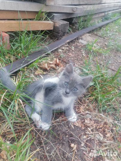 Отдам котят от кошки мышеловки