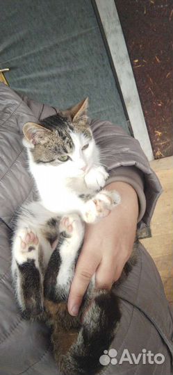 Котёнок