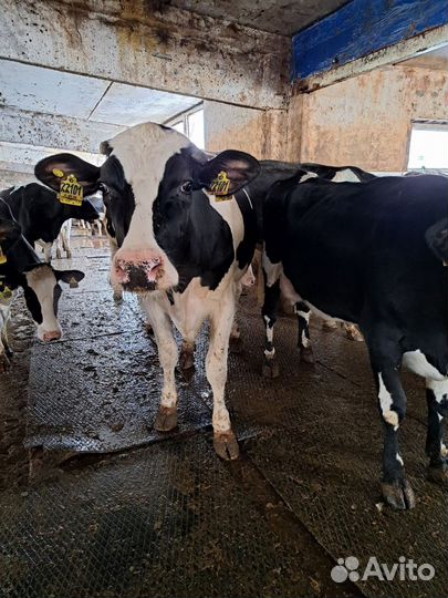 Ветеринарный фельдшер по работе в крс