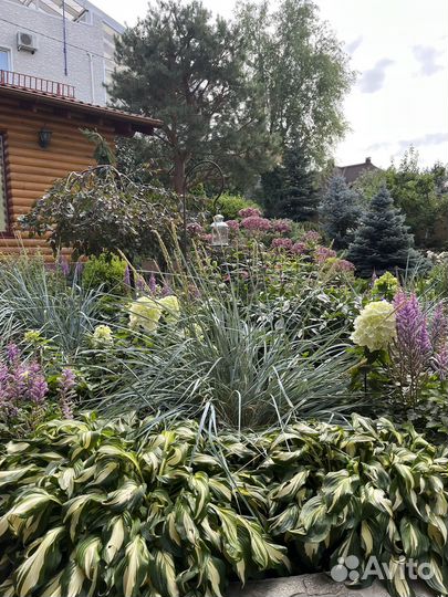 Многолетние садовые цветы