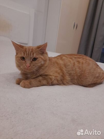 Рыжий котенок