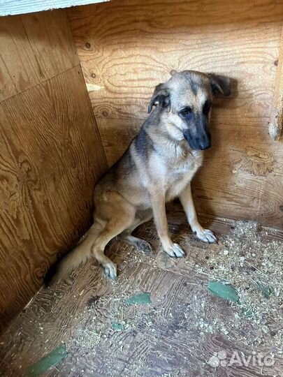 Спасите несчастную собаку из приюта, нужен хозяин