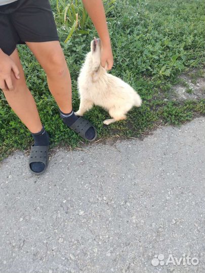 Собутыльник ипаный