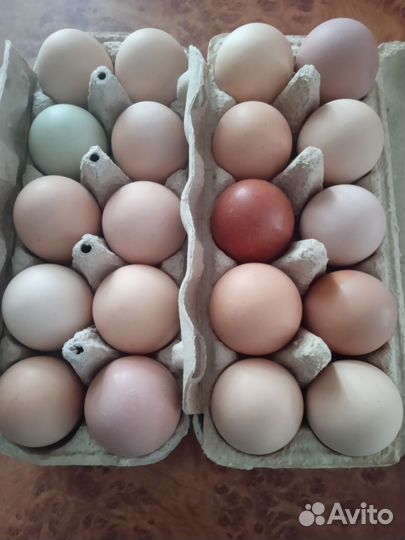 Домашние куриные яйца. Молоко, творог, масло