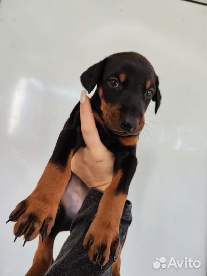 Щенки добермана