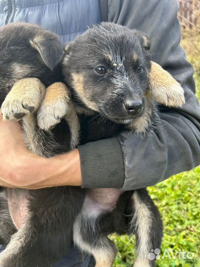 Щенки на охрану