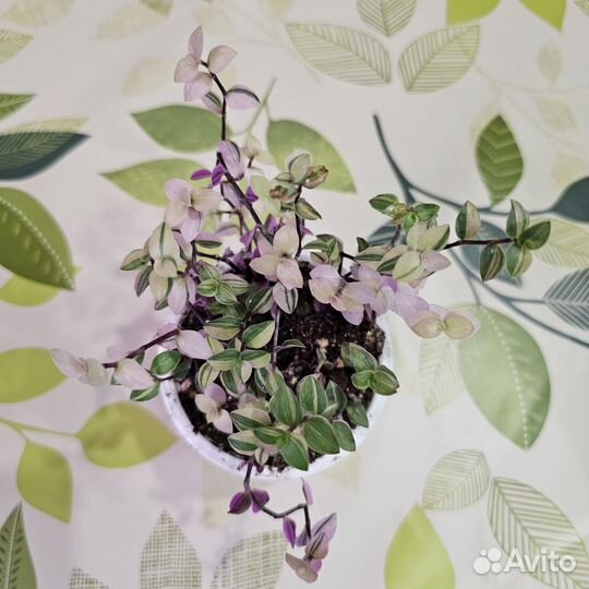 Каллизия Бьянка