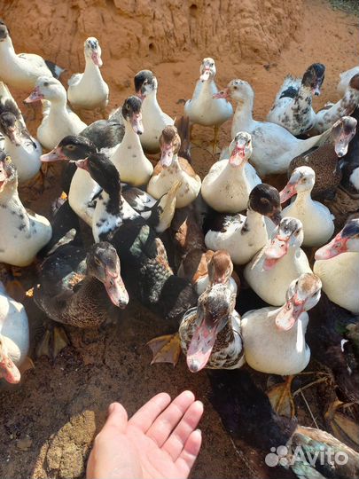 Индоутята,яйца